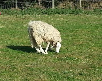 Insólito: encuentran a una oveja que tiene la cabeza invertida