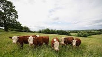 Siendo una de las industrias más contaminantes, la ganadería busca alternativas. Siendo una de las industrias más contaminantes, la ganadería busca alternativas.