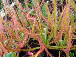 descubren una nueva especie de planta carnivora gracias a facebook