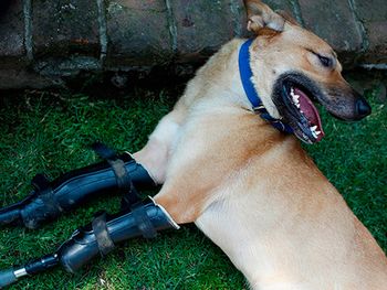 El perro camina con prótesis en las patas delanteras