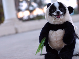 El perro panda que es furor en Facebook