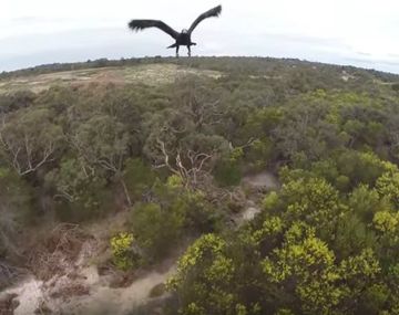 Video: Un águila guerrera derribó a un drone en pleno vuelo