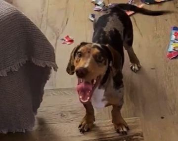 Mar del Plata: se hizo viral porque el perro le comió el álbum del Mundial 2026
