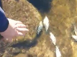 Ola de frío: el video de un arroyo congelado, con los peces incluidos