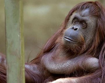 Vacunaron contra el coronavirus a cuatro orangutanes y cinco bonobos