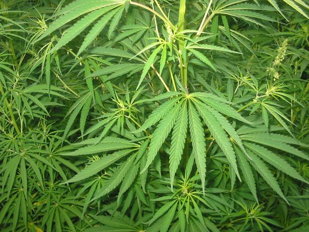 Uruguay entregará 40 licencias para producir marihuana