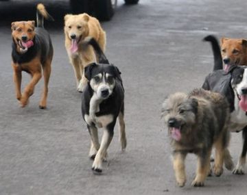 Una nena fue atacada por una jauría de perros