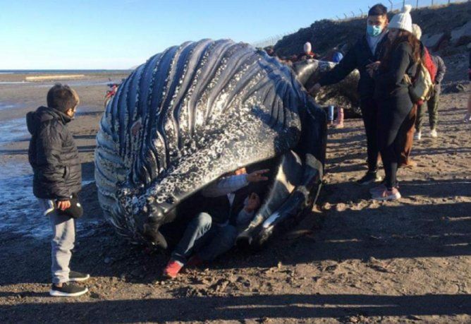 Comodoro Rivadavia: se metieron adentro de una ballena muerta en la costa