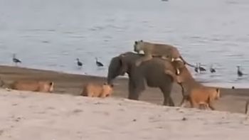 un elefante lucho contra 14 leonas y gano un elefante lucho contra 14 leonas y gano