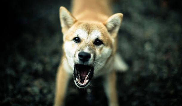 Un trabajador rural murió tras ser atacado por un perro cimarrón en La Plata