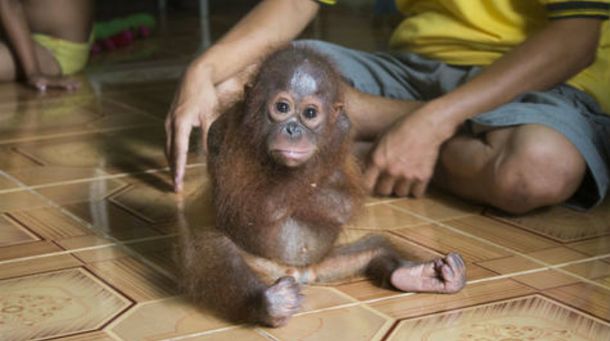Una cría de orangután fue separada de su familia y se abraza sola para consolarse
