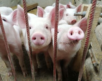 Descartan que el nuevo virus porcino pueda transmitirse fácilmente a los humanos