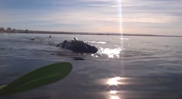 VIDEO: una ballena levanta un kayak en Puerto Madryn