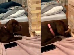 Un perro que juega al jenga: el video viral que sorprendió a todos