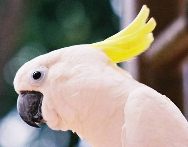 Insólito: una cacatúa que sabe hacer música electrónica