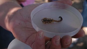 Una especie de alacrán tiene veneno Una especie de alacrán tiene veneno