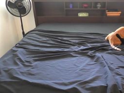 hacer la cama es todo un desafio con dos gatos en la casa: mira por que hacer la cama es todo un desafio con dos gatos en la casa: mira por que