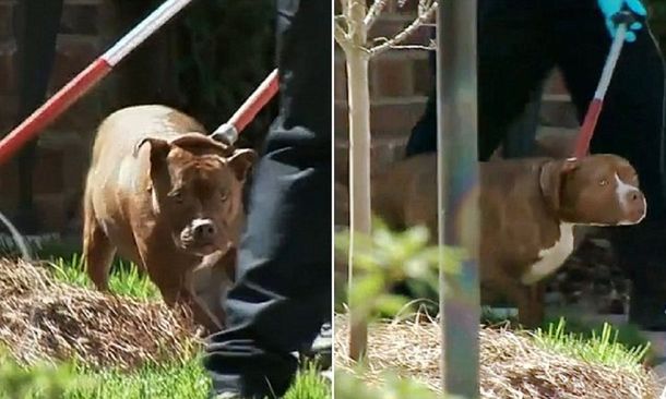 Falleció una mujer que fue atacada por dos pitbulls