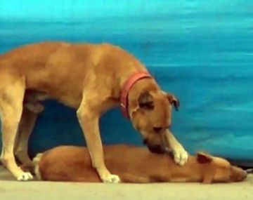 Un perro trata de despertar a su amigo atropellado en medio de la calle