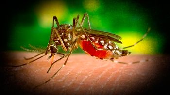 confirmaron un caso de virus zika en neuquen confirmaron un caso de virus zika en neuquen