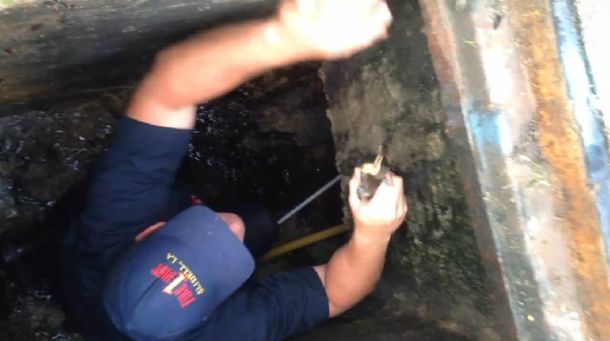 Un bombero rescató a patitos con el ringtone de una mamá pata