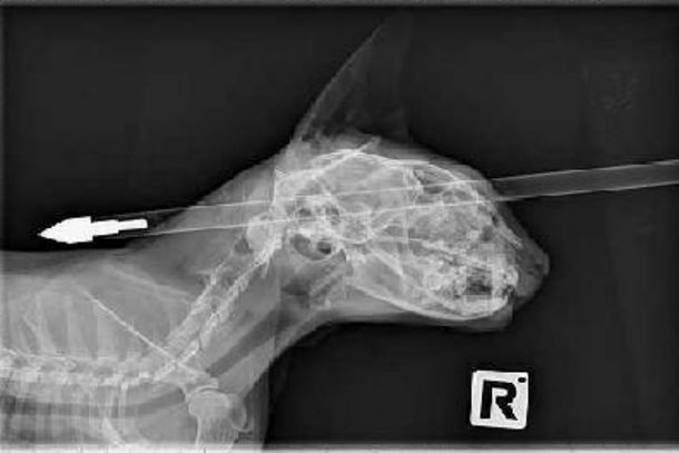 Gato sobrevive después que una flecha le atravesara la cabeza