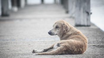 Se celebra el Día mundial del perro callejero Se celebra el Día mundial del perro callejero