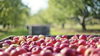La histórica sequía del año pasado obligó a importar manzana desde Europa. La histórica sequía del año pasado obligó a importar manzana desde Europa.
