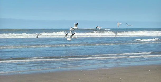 Chubut: aclaran que no utilizarán a policías para eliminar gaviotas