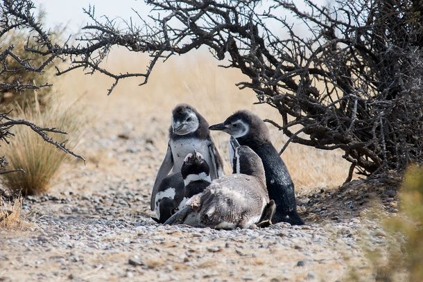 Juan Cabandié envió la Brigada Ambiental a Punta Tombo y denunciará al hombre que aniquiló a los pingüinos