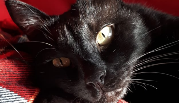 Su gato agonizaba y lo salvaron con aceite de cannabis: Ya lo estábamos velando