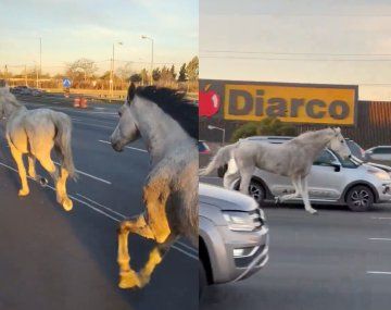 Caballos sueltos por la autopista Panamericana.