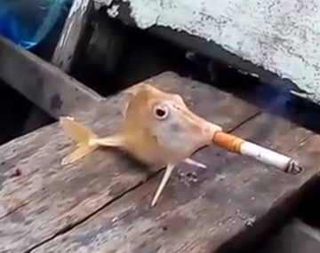Mal innecesario: mirá a estos pescadores que hacen fumar un cigarrillo a un pez