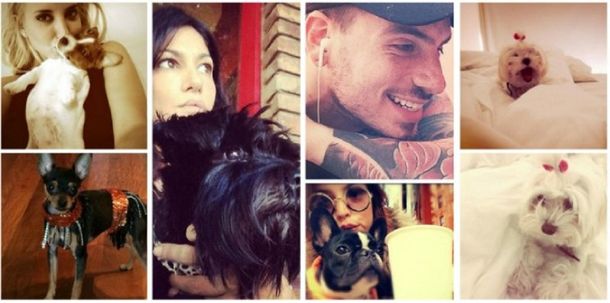 Conocé el insólito ranking de mascotas de los famosos