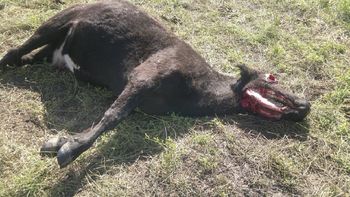 ¿chupacabras? aparecieron vacas mutiladas en cordoba ¿chupacabras? aparecieron vacas mutiladas en cordoba