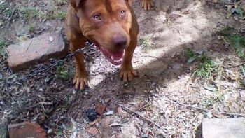 Imagen del pitbull Imagen del pitbull