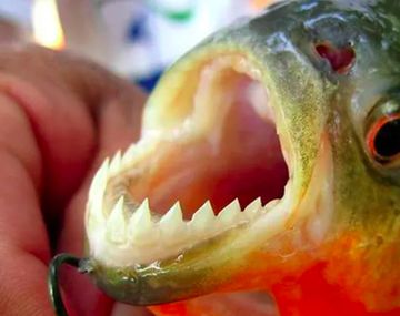 Alerta por varios ataques de palometas en el río Paraná: un hombre perdió un dedo