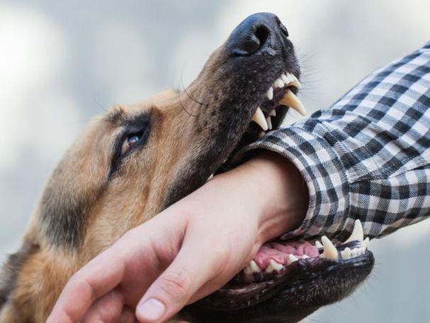 Santa Fe: lo mordió un perro, se fue a quejar y mató al dueño