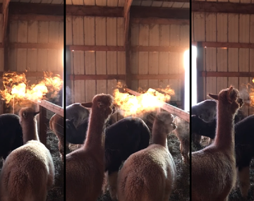 Un granjero filmó a una llama que aparenta expulsar fuego por su boca