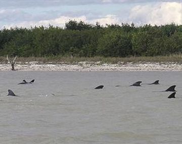 Al menos 10 ballenas mueren varadas y otras 40 están en peligro