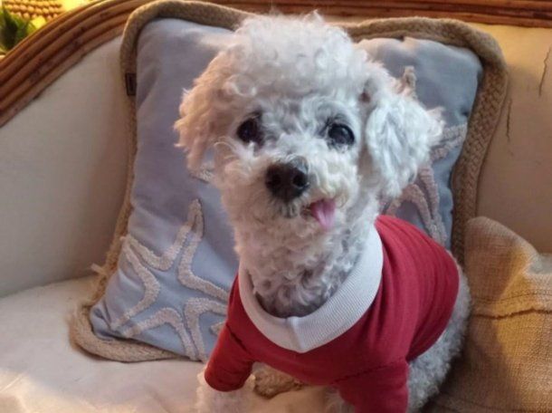 Dolor en las redes: murió Marcelito, el caniche que conquistó a miles de usuarios