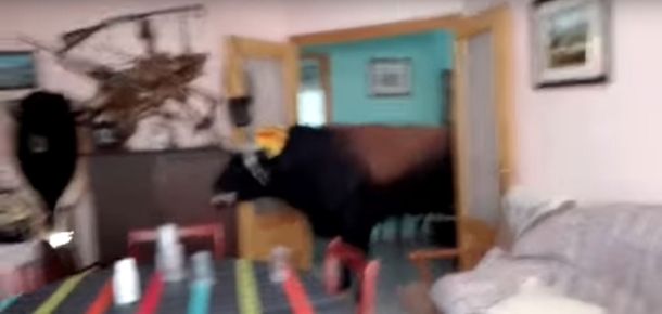 Un toro se metió en una casa durante una corrida