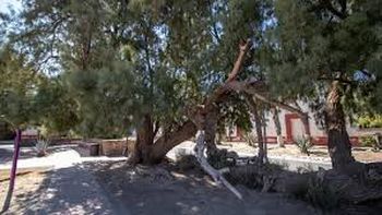 El famoso árbol de Icamole donde en 1876, Porfirio Díaz llora luego de ser derrotado por Mariano Escobedo y Carlos Fuero, desde allí lo apodan Llorón de Icamole. El famoso árbol de Icamole donde en 1876, Porfirio Díaz llora luego de ser derrotado por Mariano Escobedo y Carlos Fuero, desde allí lo apodan Llorón de Icamole.