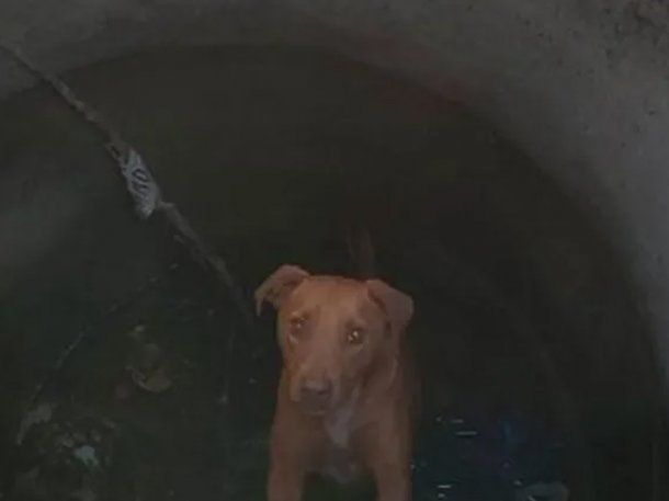 Conmovedor: rescatan a un perro que cayó en una cámara séptica y ahora nadie lo reclama