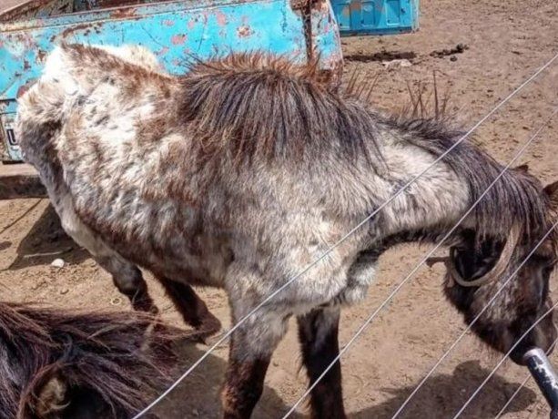 Balcarce: rescatan siete caballos que eran sometidos a malos tratos