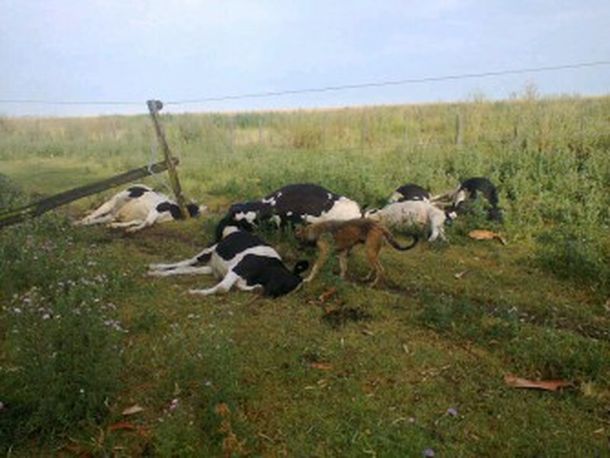Cayó otro rayo: ahora en 9 de Julio y mató a seis vacas