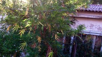 encontraron una planta de marihuana de seis metros en un allanamiento encontraron una planta de marihuana de seis metros en un allanamiento