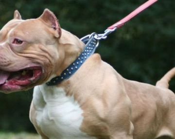 Perra heroína: una pitbull salvó a su dueño de una entradera en Córdoba
