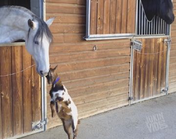 Éstos son los mejores videos virales de 2015