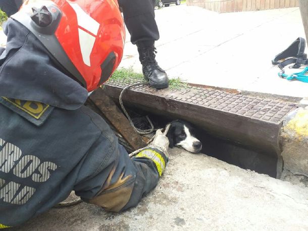 Bomberos de la Ciudad rescataron a dos perritos que cayeron en una alcantarilla
